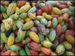 Cabosses de cacao