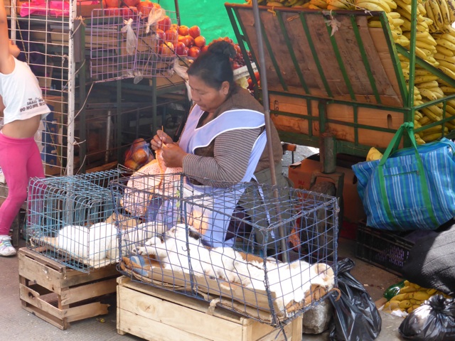 Ce sont des chiots entassés dans la cage ! 