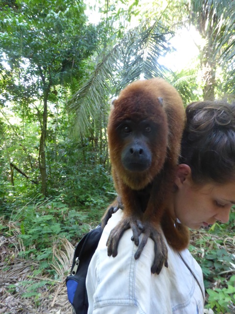 Bitong, un adulte singe hurleur