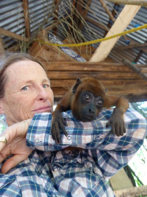 Elly, bébé singe hurleur
