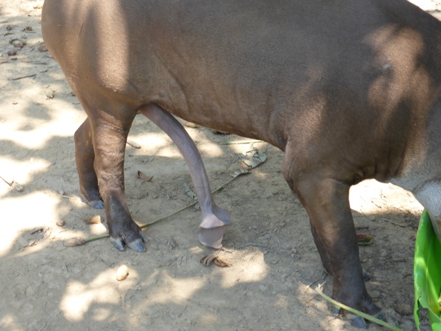En effet , très virile !!
