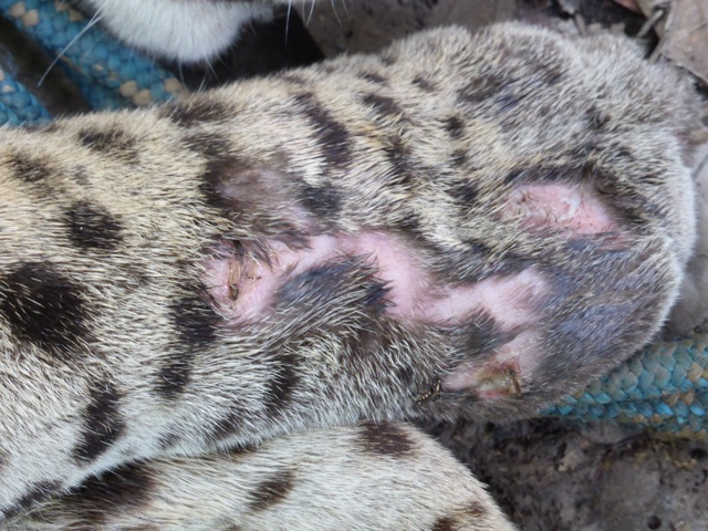 La dernière blessure de Vanesso