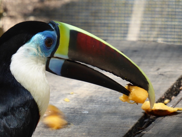 Les toucans sont magnifiques