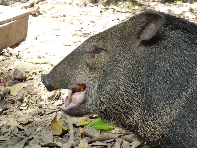 One of the chanchos called Doughnut