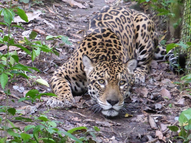 Ru, un des jaguars