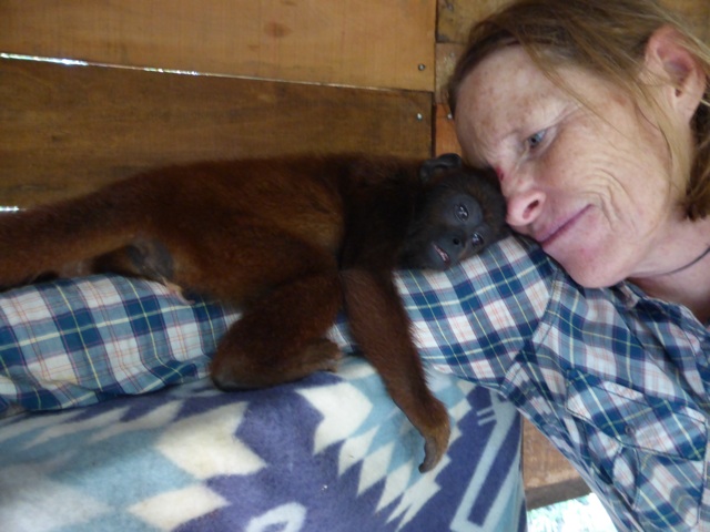 Sabrina, un autre bébé singe hurleur