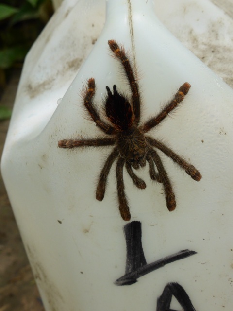 Tarentule