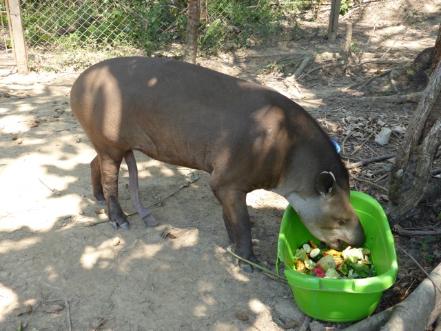 Un autre tapir très virile