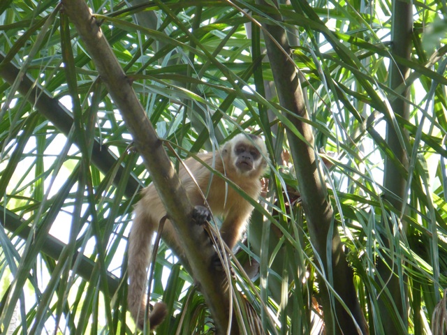 Un des singes sauvages 