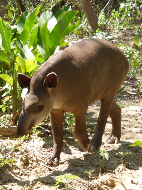 Un tapir