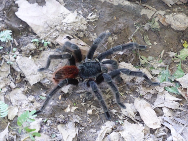 Une autre tarentule