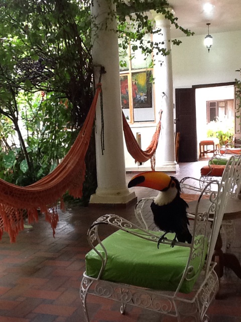 Residential Bolivar avec son toucan