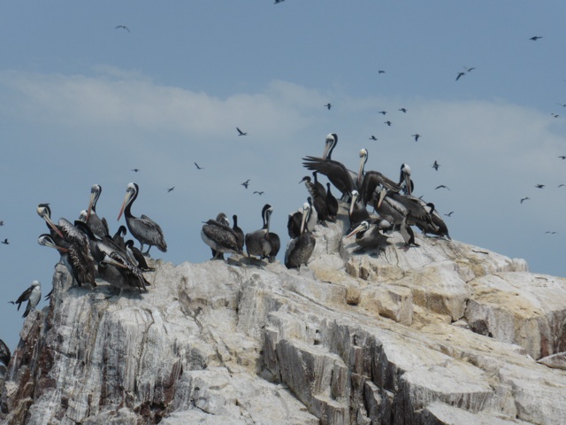 Concentration de pélicans