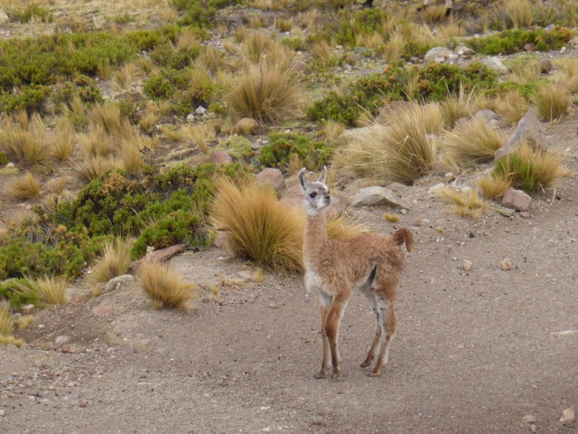 Jeune lama