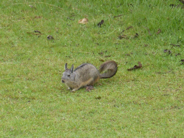 Un piscacha, habitant du site.