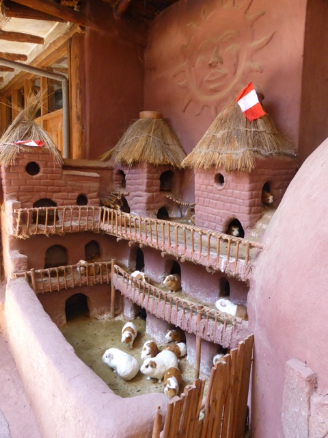 Ils élèvent les cochons d'Inde dans des 