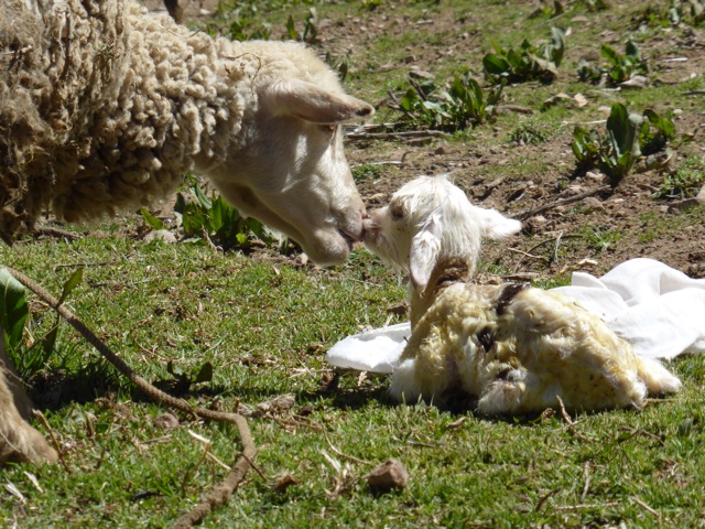 J'ai assisté à une naissance
