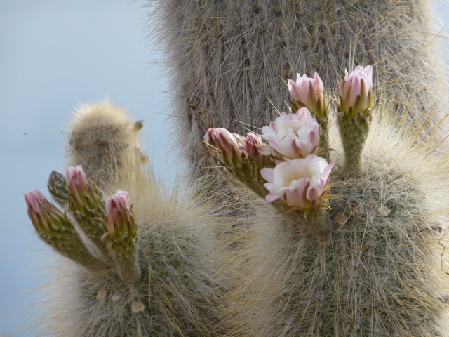 Certains fleurissent