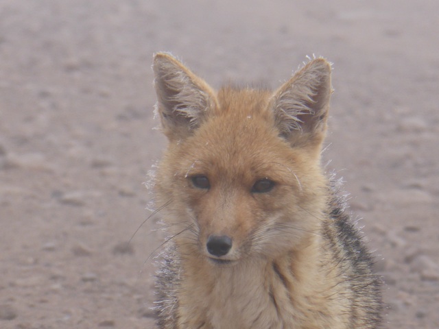 Il était tout givré