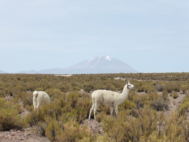 Lamas et volcans enneigés
