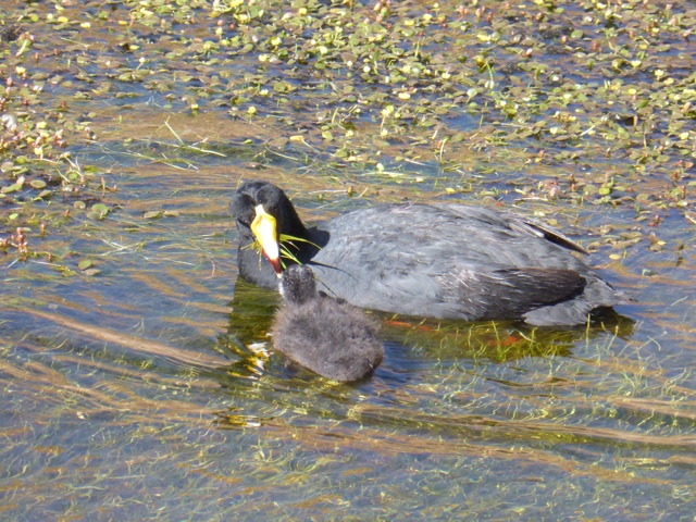 Tagua Cornuda, espèce protégée.