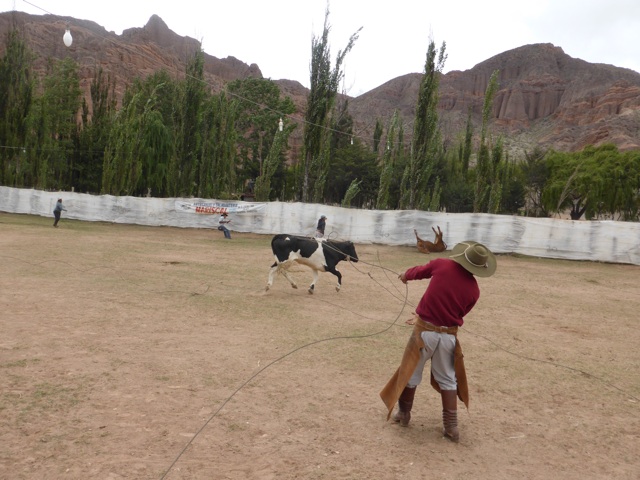 Capture du bétail au lasso