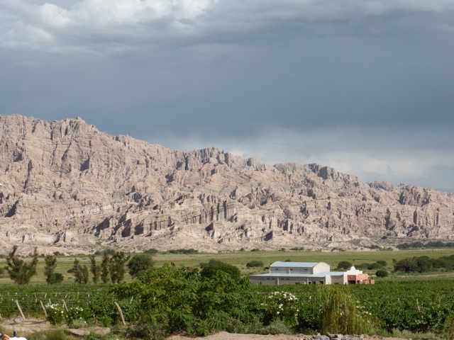 En première plan, les vignes