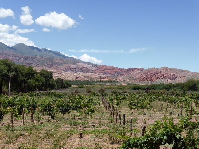 La vigne avec la Quebrada en fond
