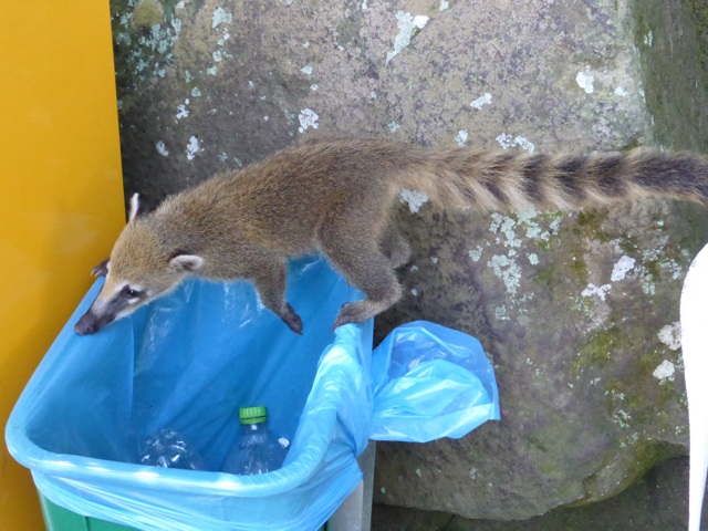 Les coatis font les poubelles