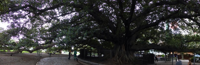Ils ont des arbres magnifiques dans les parcs mais celui là est extraordinaire.