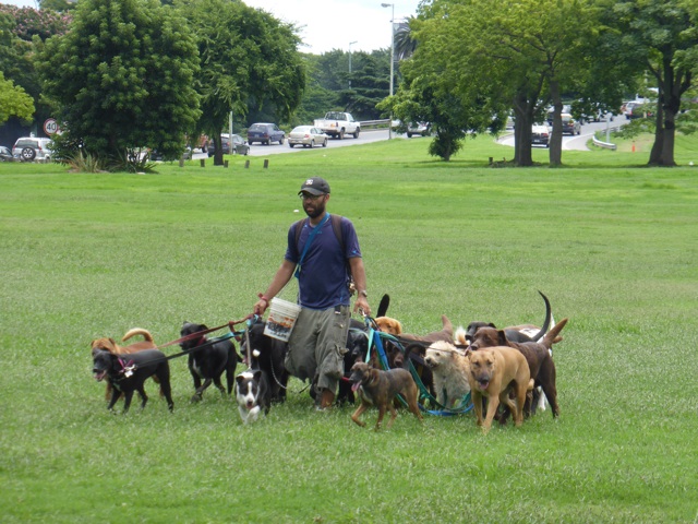 Il y a également des endroits fermés dans les parcs où ils les gardent.
Les laisses doivent s'emmêlées parfois ...