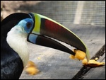 Les toucans sont magnifiques