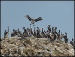 Atterrissage de pelican