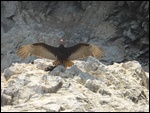 Un vautour qui se fait sécher 