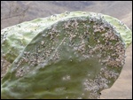 Des cochenilles qui parasitent les cactus
