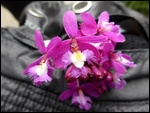 Une belle orchidée dont le nom locale veut di