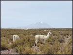 Lamas et volcans enneigés