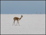 Une vigogne perdue sur cette étendue de sel