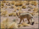 Un zorro culpeo, le renard local