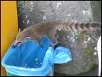 Les coatis font les poubelles