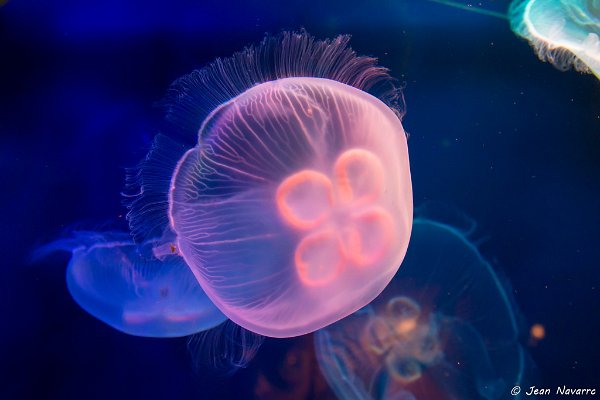 Sous l'eau Le monde sous marin, avec ses merveilles