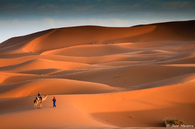 Camel in Merzouga - Dune Camel in Merzouga - Dune
