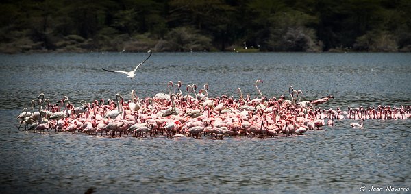 Kenya Lac Nakuru 2012