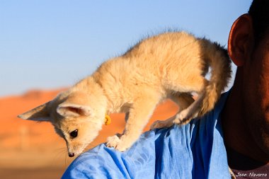 Fennec in Merzouga - Morocco Found a guy with this young fennec in Merzouga - Morocco